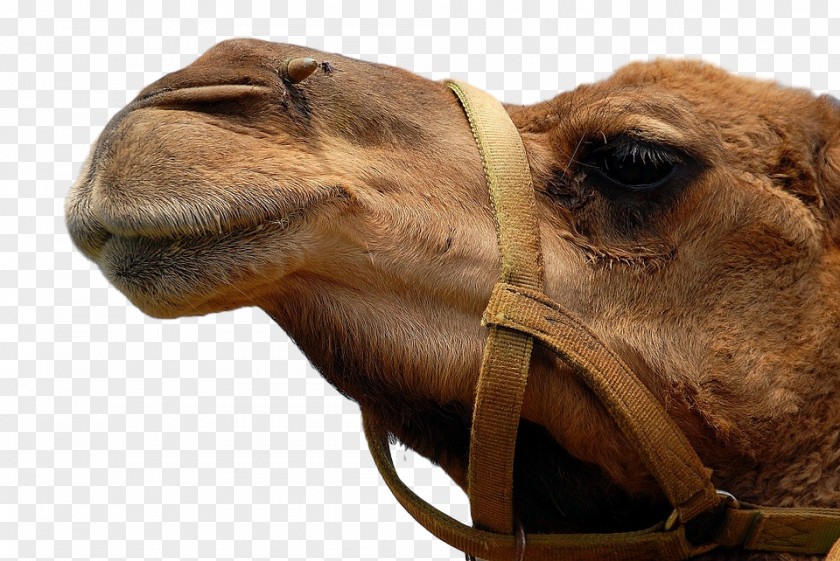 Dromedary Stock Photography Image Desert PNG