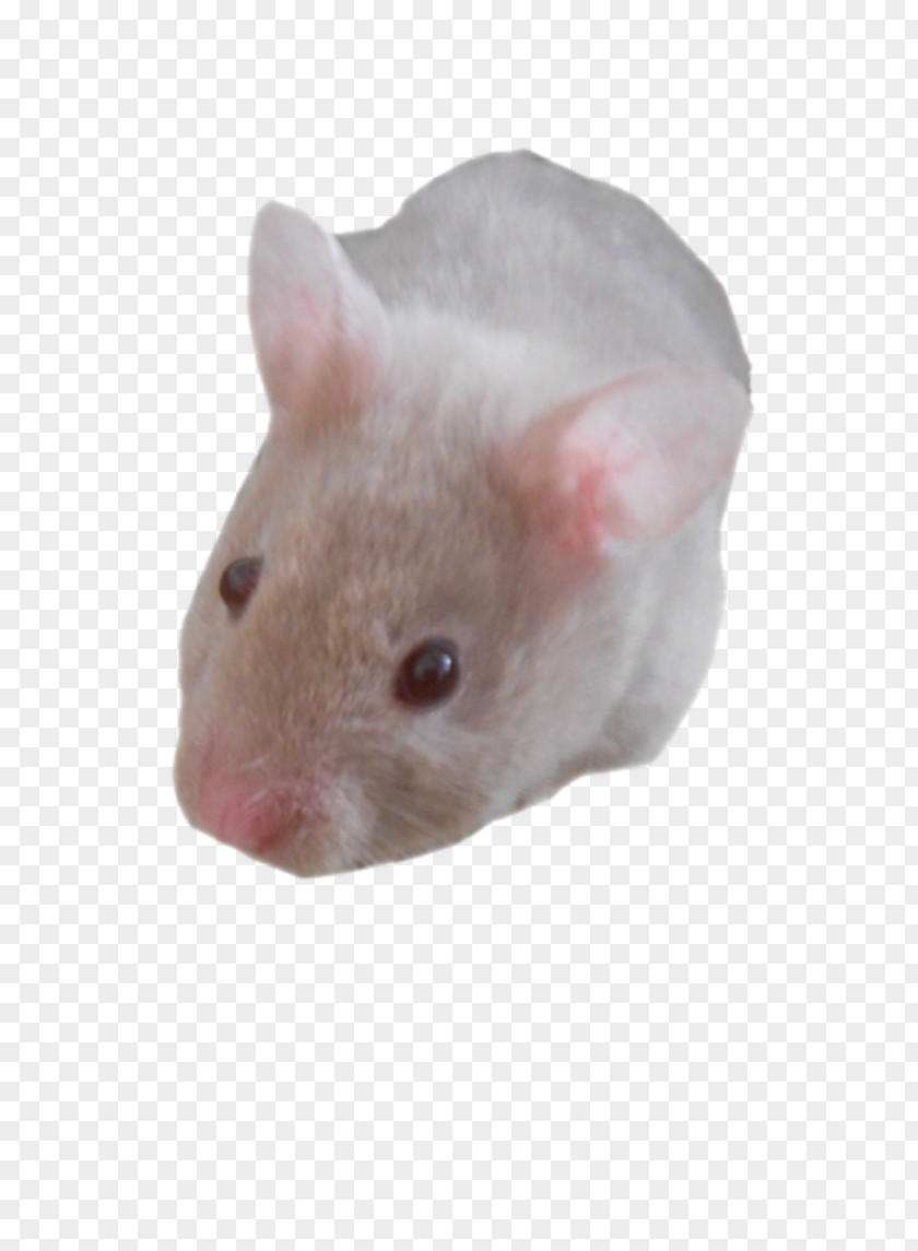 Hamster Murids Rodent Mouse Centerblog PNG