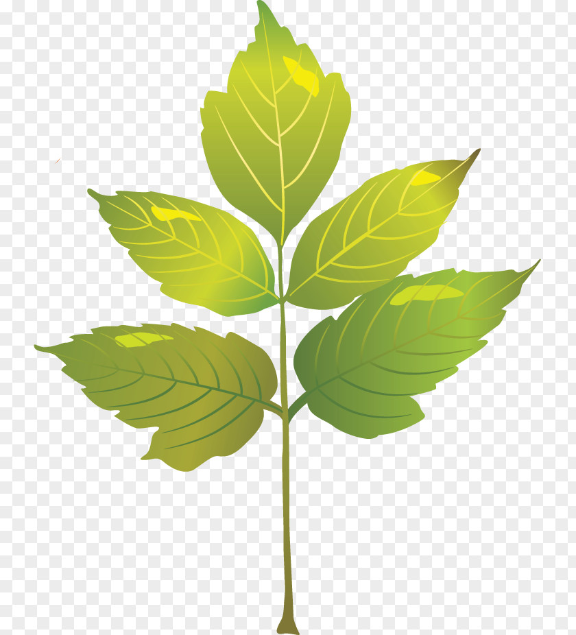 Plant Stem Branch Leaf Herb Plants PNG