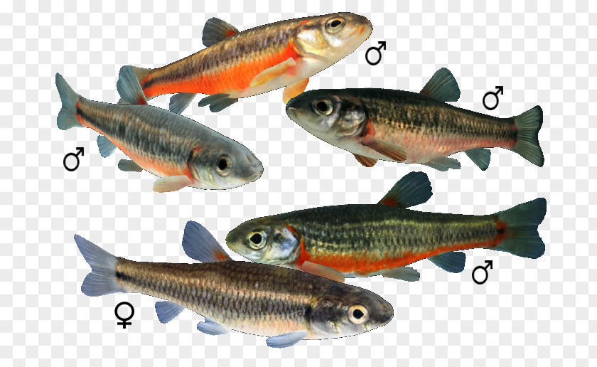 Colobocentrotus Atratus Sardine Allegheny Pearl Dace Aulonocara Jacobfreibergi Nkhomo-benga Peacock Bluntnose Minnow PNG