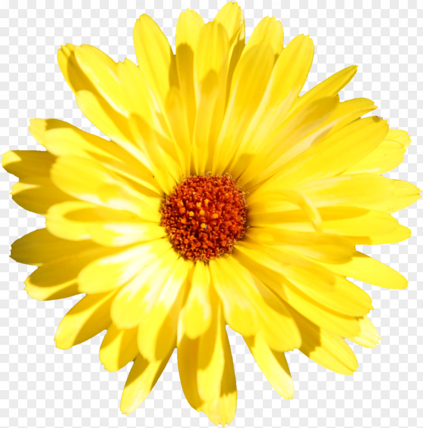 Flower Gerbera Jamesonii Edible Common Daisy Stock Photography PNG