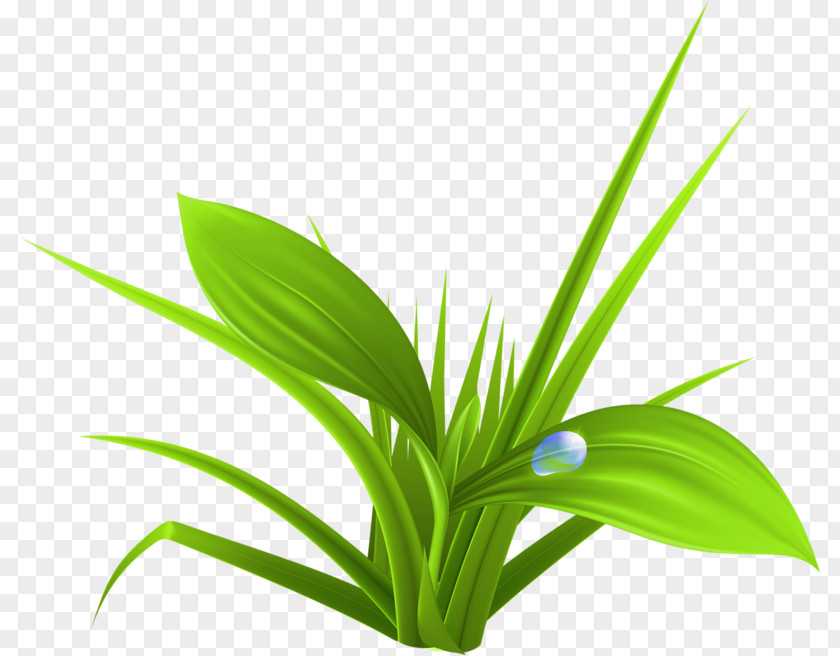 Green Grass Download PNG
