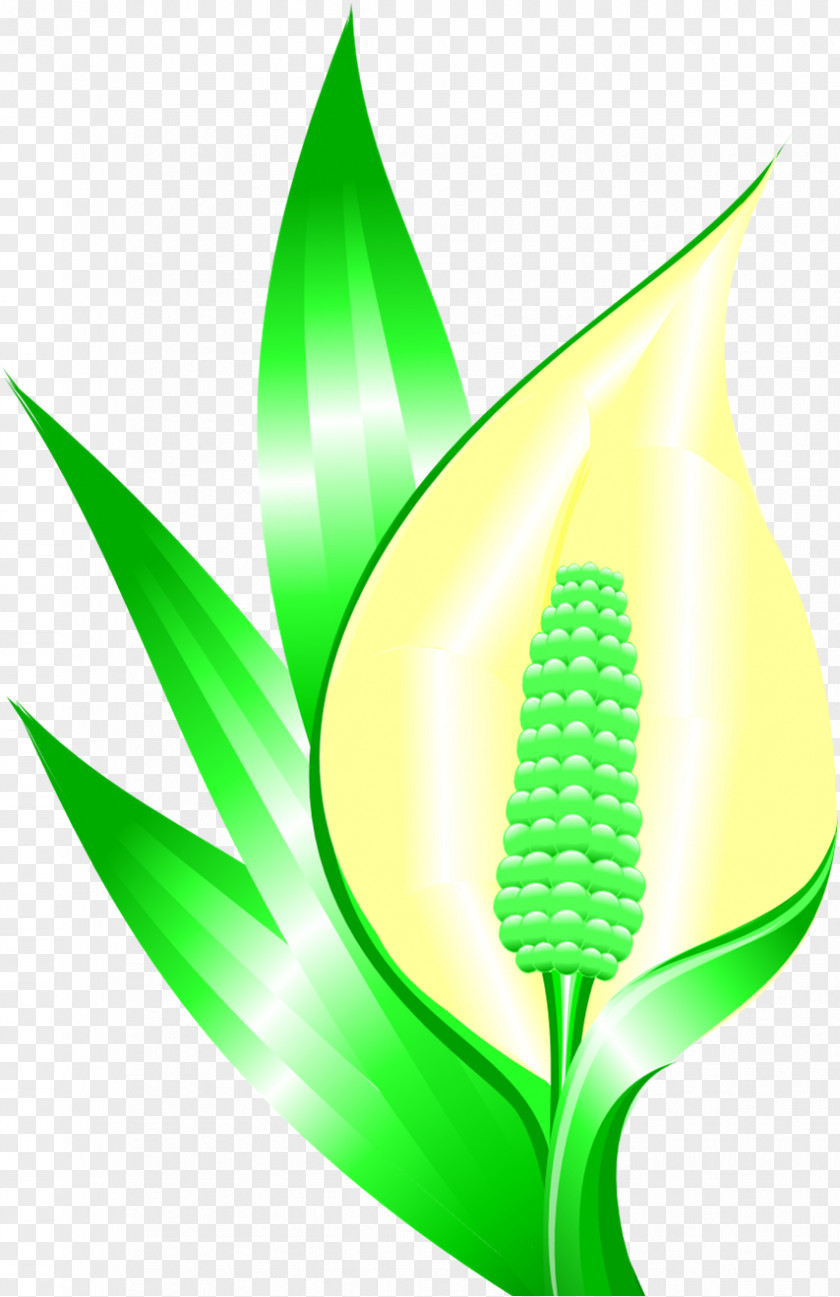 Leaf Grasses Plant Stem Commodity PNG