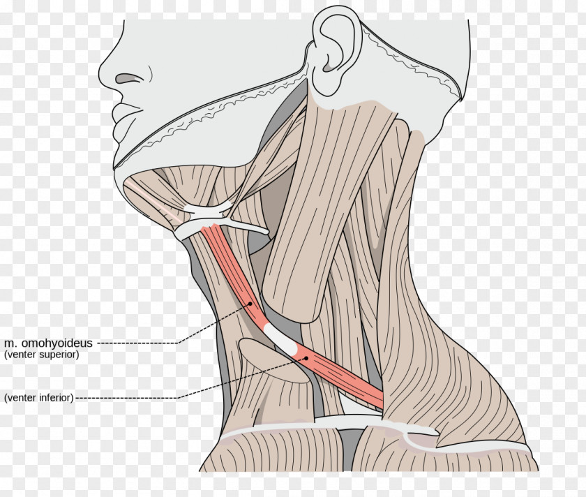 Cut Vector Sternocleidomastoid Muscle Omohyoid Neck Trapezius PNG