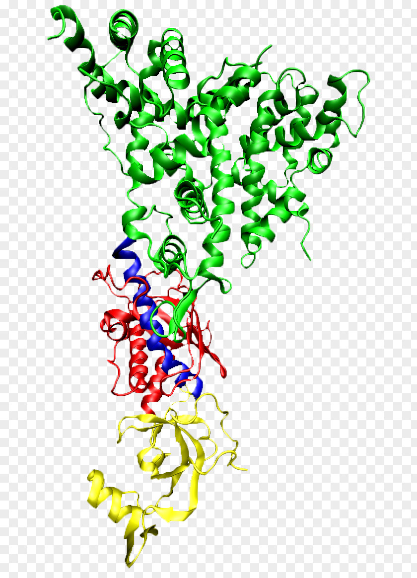 Dicer RNA Interference Protein Ribonuclease RNA-induced Silencing Complex PNG