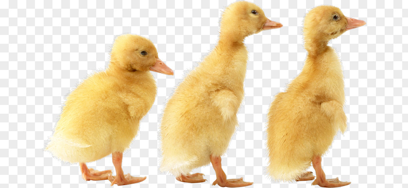 Duck Cygnini Bird Goose PNG