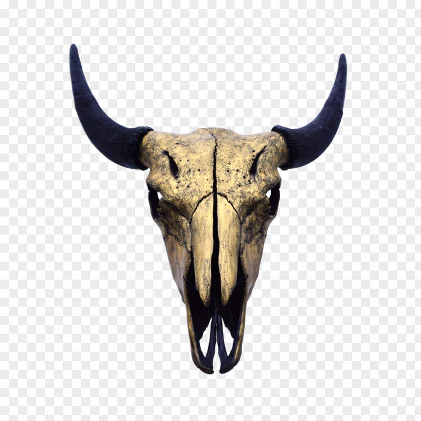 Gold Bar Decorated Skull Bison Cattle Bone Montrail PNG