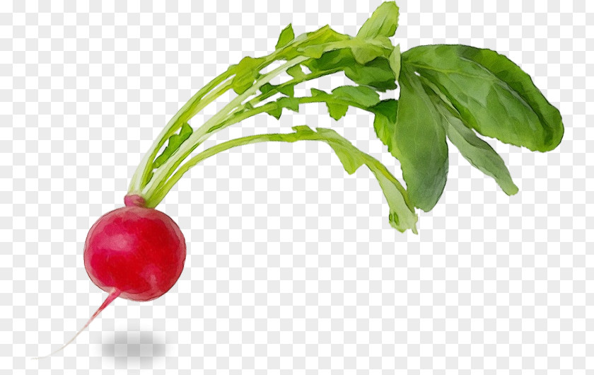 Herb Flowering Plant Flower Radish Food Natural Foods PNG