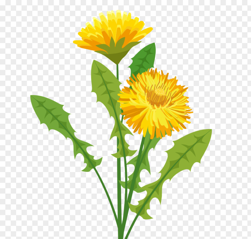 Yellow Apricot Flower Dandelion Pissenlit Plant Clip Art PNG