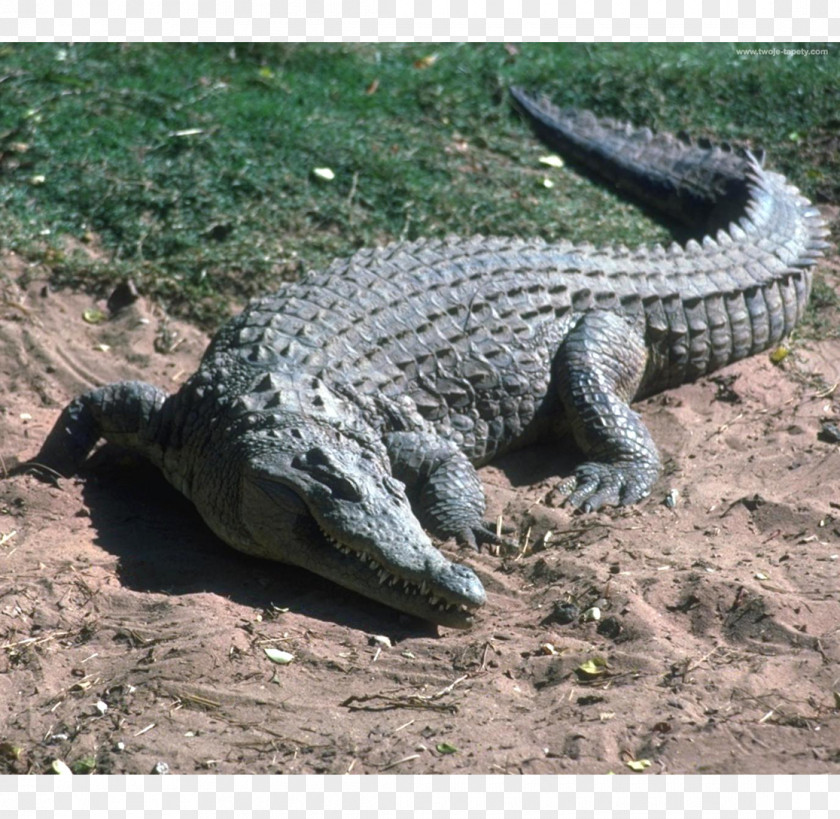 Crocodile Nile Morelet's Saltwater Alligator United States PNG