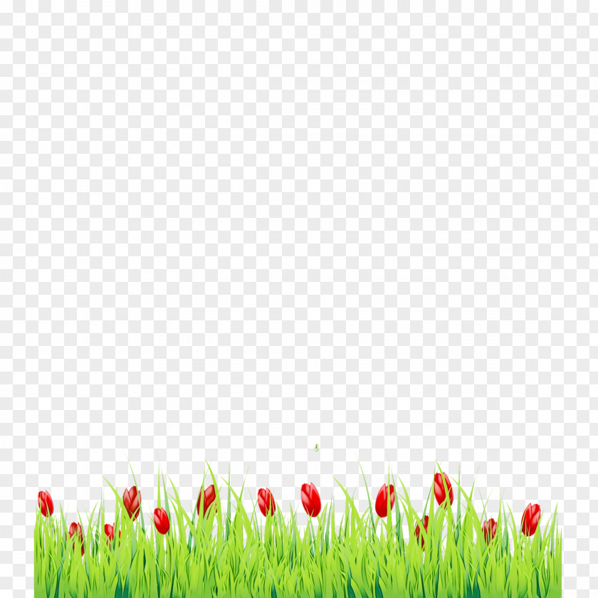 Flower Grass Family Tulip PNG