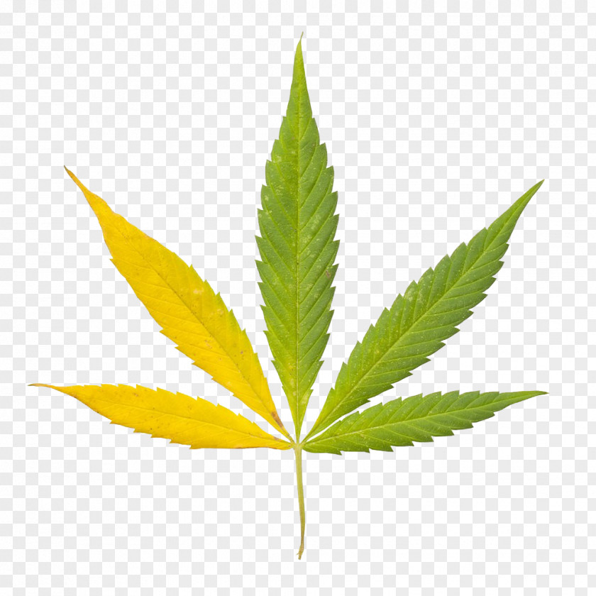 Indian Marijuana Cannabis Sativa Leaf Bong Clip Art PNG