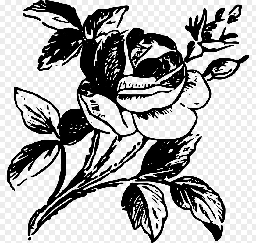 Rose Drawing Stencil Art PNG