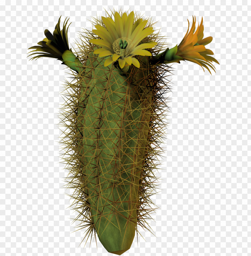 Succulent Cactaceae Plant Clip Art PNG