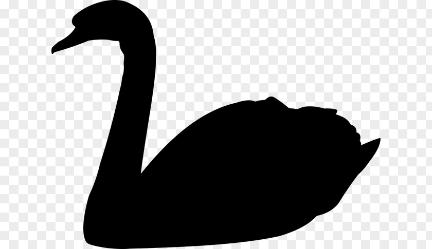 Swimming Duck Silhouette Flying Mute Swan Black Vector Graphics Bird Clip Art PNG