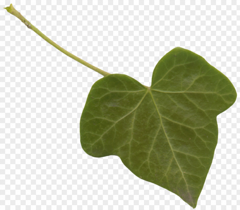 BAY LEAVES Leaf Plant Stem Clip Art PNG
