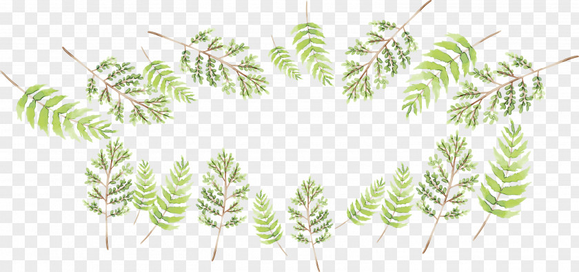 Fern Flower Leaf Branch PNG