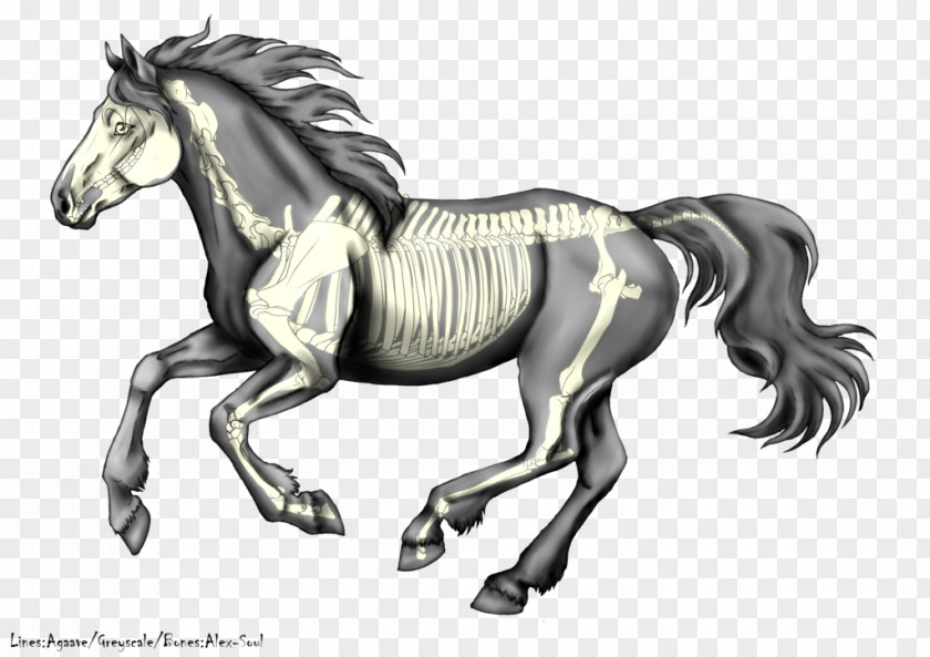 Galloping Horse Stallion Canter And Gallop Mustang Pony Colt PNG