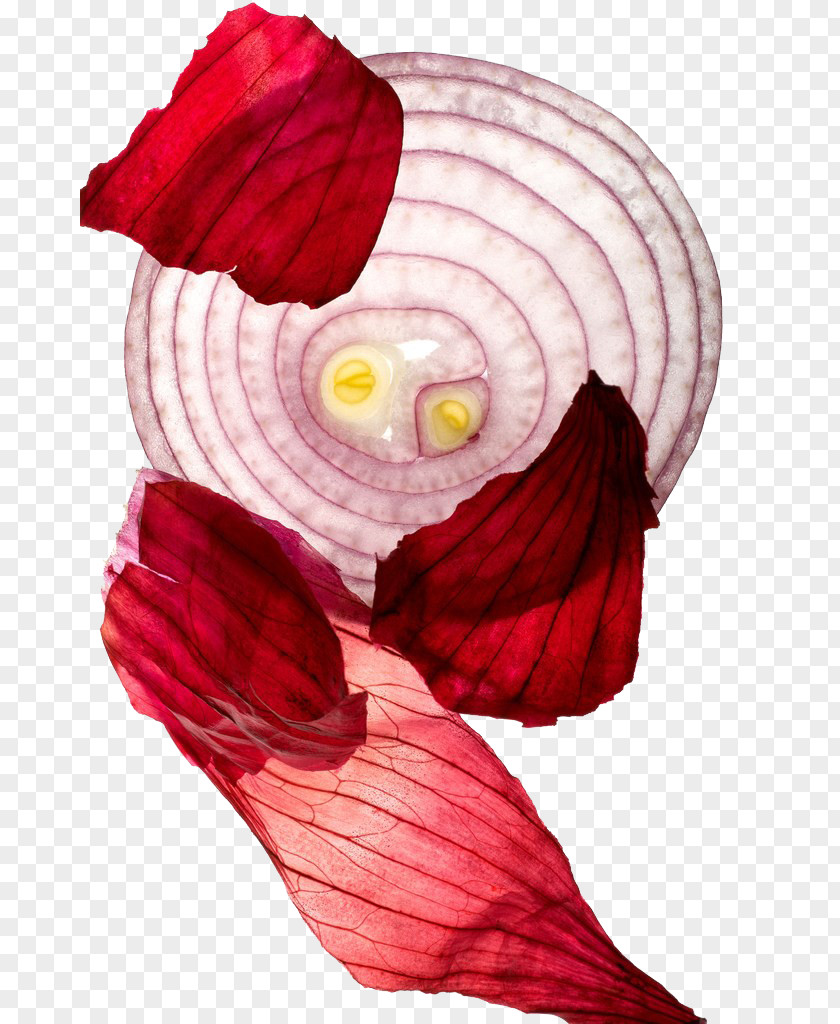 Onion Hamburger Sofrito Red PNG