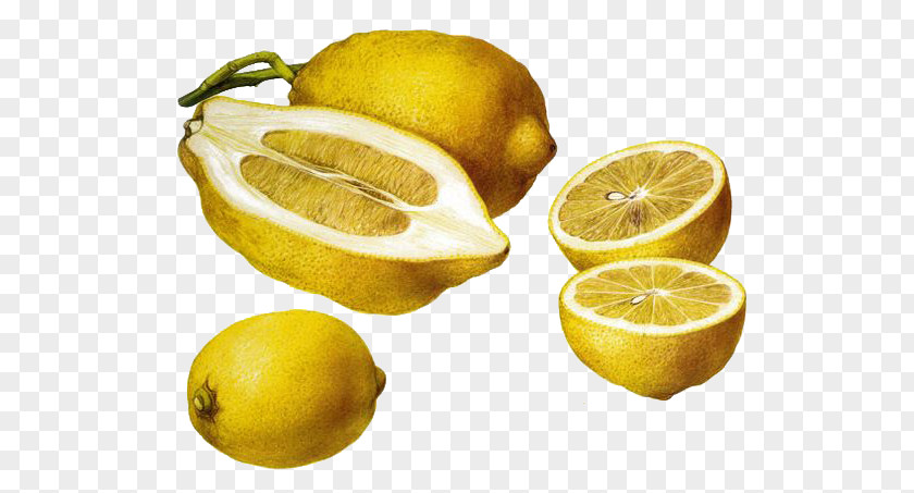 Renaissance Cut Lemon Meyer Citron Fruit Illustration PNG