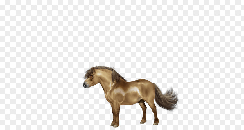 Shetland Pony Mane Mustang Stallion Mare PNG