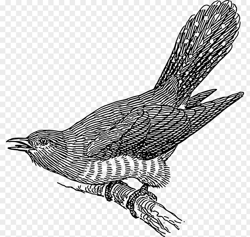 Typo Vector Common Cuckoo Bird Clip Art PNG