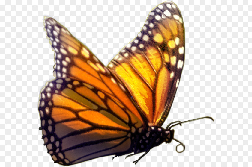 Cartoon Butterfly Monarch Insect PNG