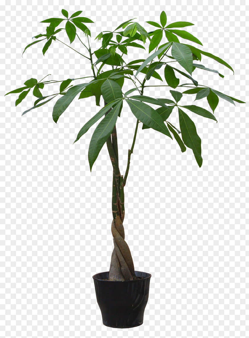 HD Plant Pot Houseplant Flowerpot Guiana Chestnut PNG