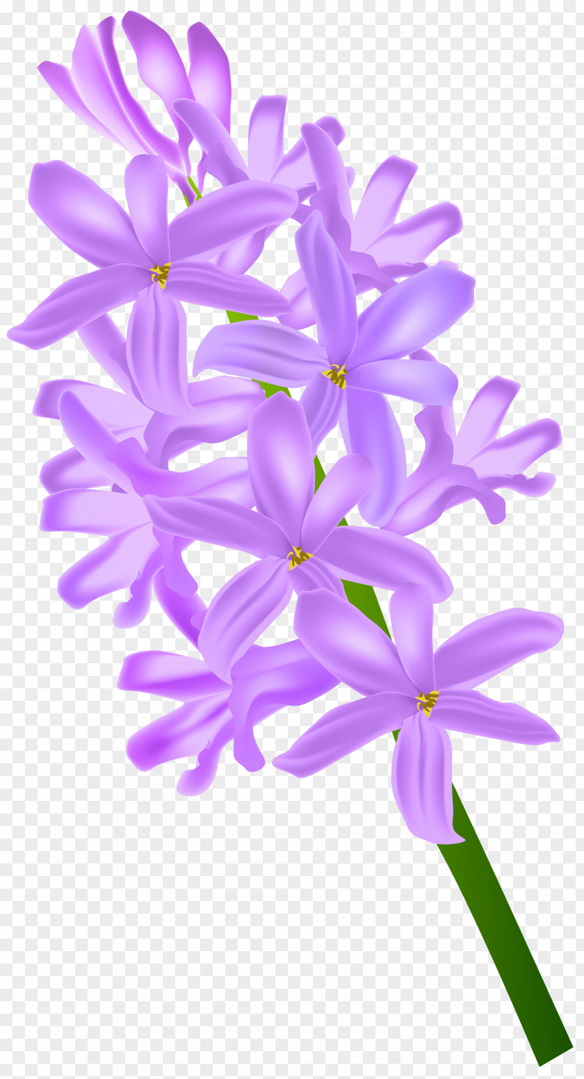 Hyacinth Transparent Clip Art Image PNG