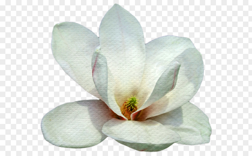 Magnolia Tree Petal Southern Family Flower PNG