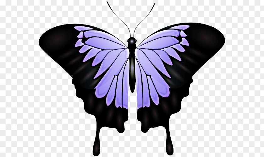 Symmetry Swallowtail Butterfly Insect Moths And Butterflies Purple Violet PNG
