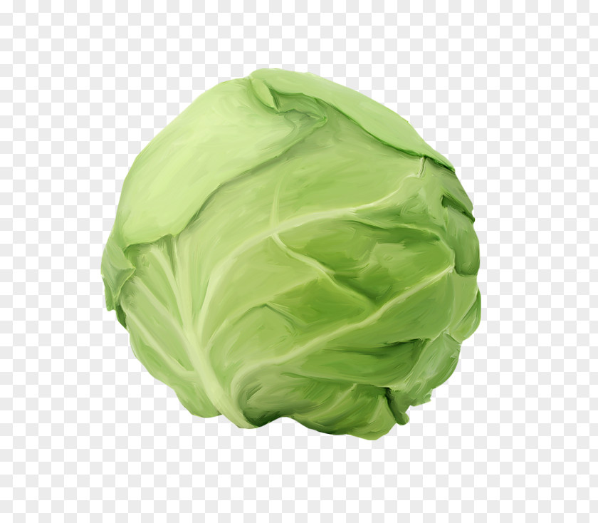 Vegetable Cabbage Roll Capitata Group Kraut Food PNG