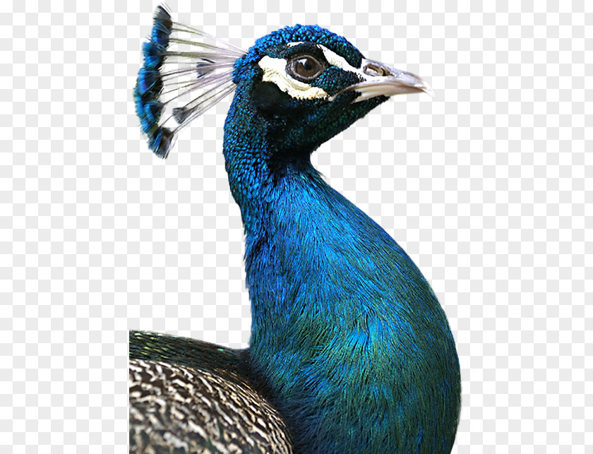 Bird Peafowl Blue Animal Color PNG