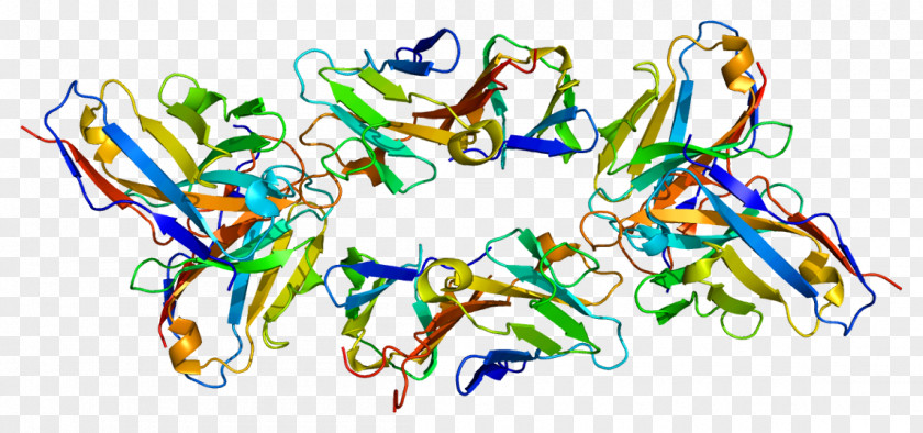 T-cell Surface Glycoprotein CD3 Epsilon Chain T Cell CD3D PNG