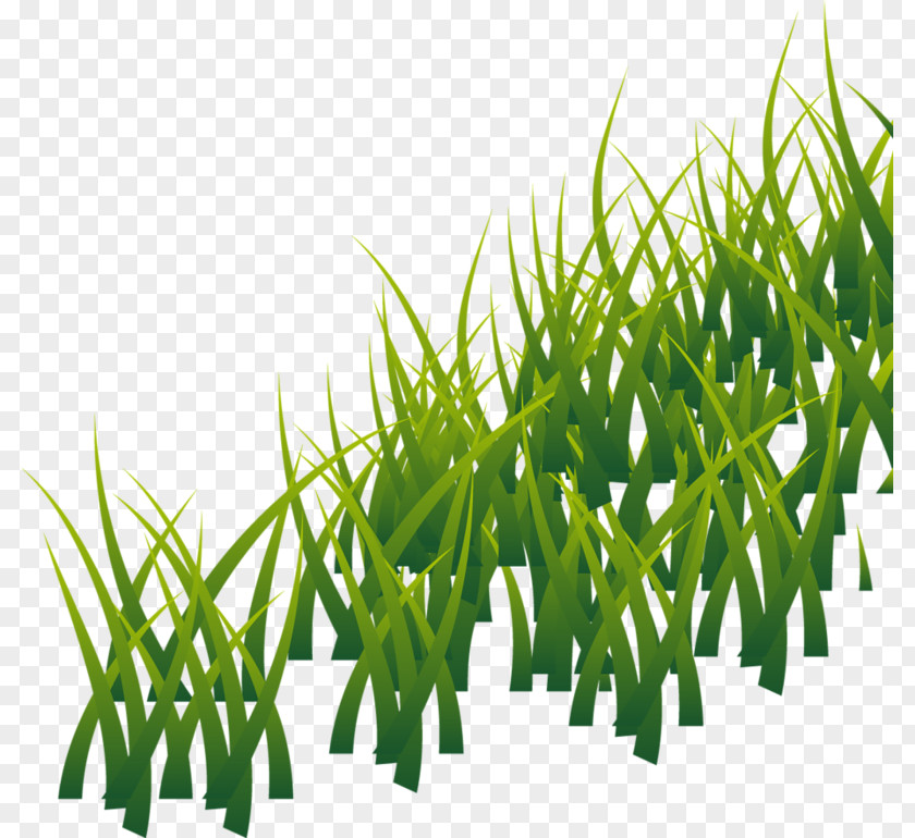 Herbes Grass Lawn Photography PNG