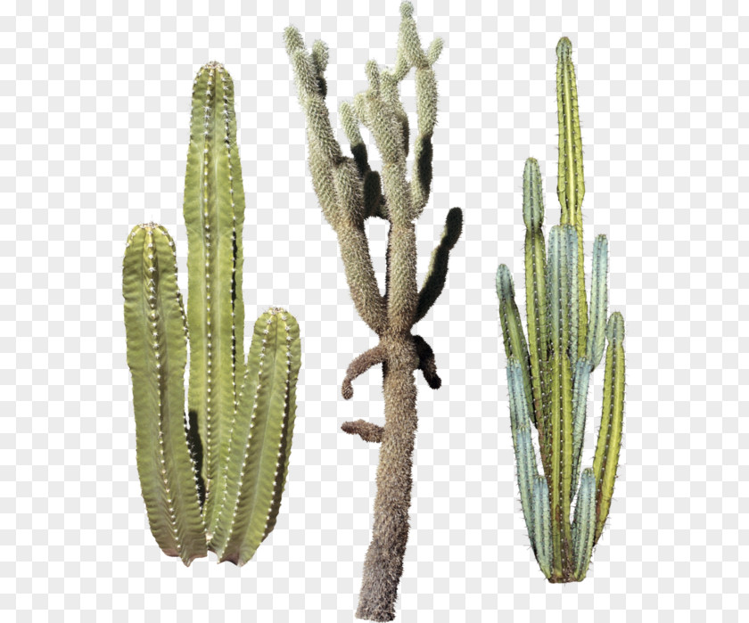 Plant Triangle Cactus Cactaceae PNG