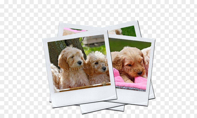 Puppy Goldendoodle Cockapoo Labradoodle Dog Breed PNG