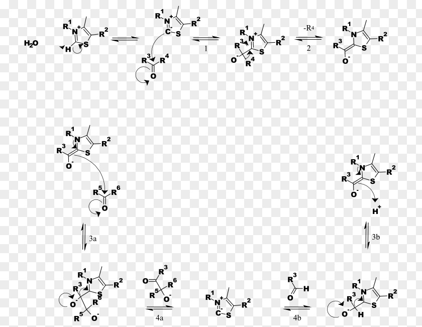Vitamin Thiamine Pyrophosphate Pyruvate Dehydrogenase Complex Chemical Reaction Enzyme PNG