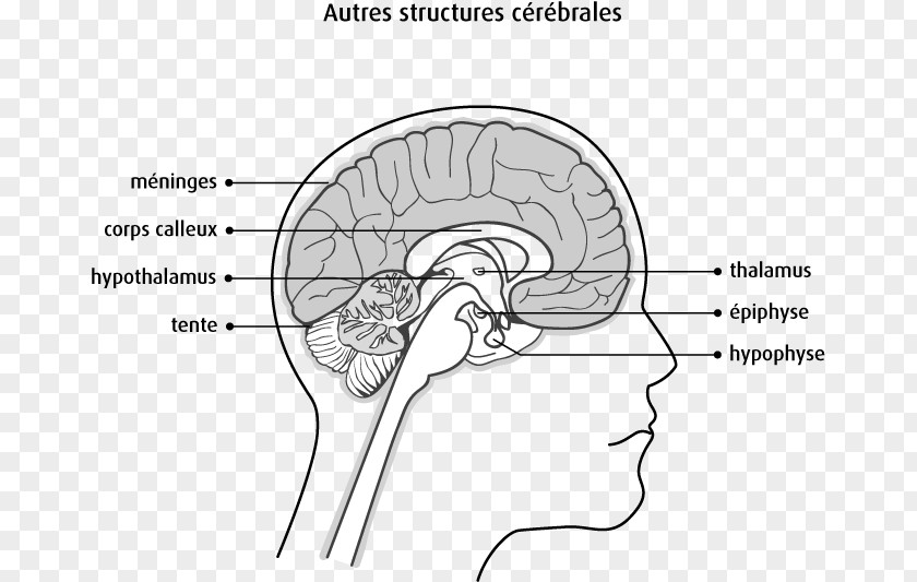 Brain Spinal Cord Aju Human Anatomy PNG
