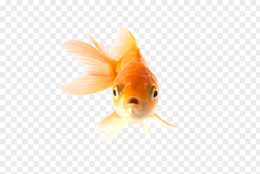 Fish Common Goldfish Fantail Comet A Pet Aquarium PNG
