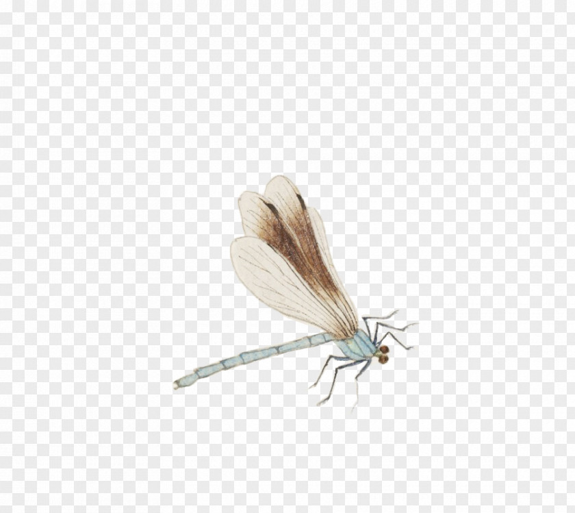 Hand-painted Dragonfly Butterfly Insect Membrane Butterflies And Moths PNG