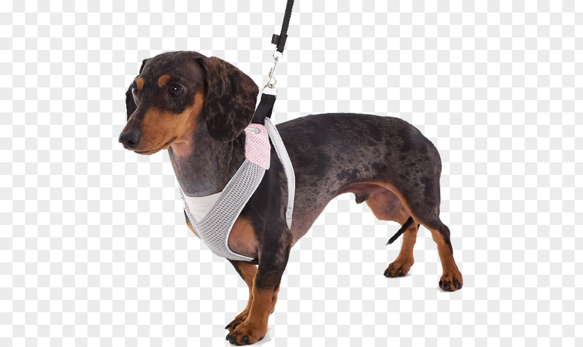 Horse Dachshund Dog Harness Doggles Harnesses PNG