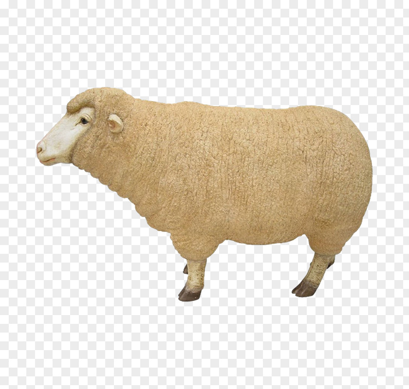 Sheep Cattle Snout Terrestrial Animal Mammal PNG