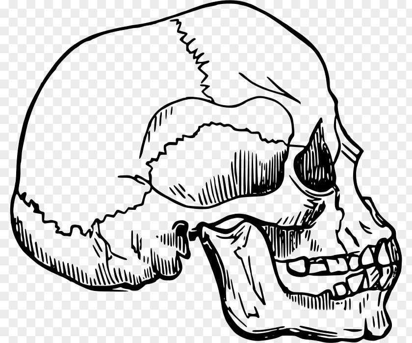 Skeleton Bone Homo Sapiens Drawing Clip Art PNG