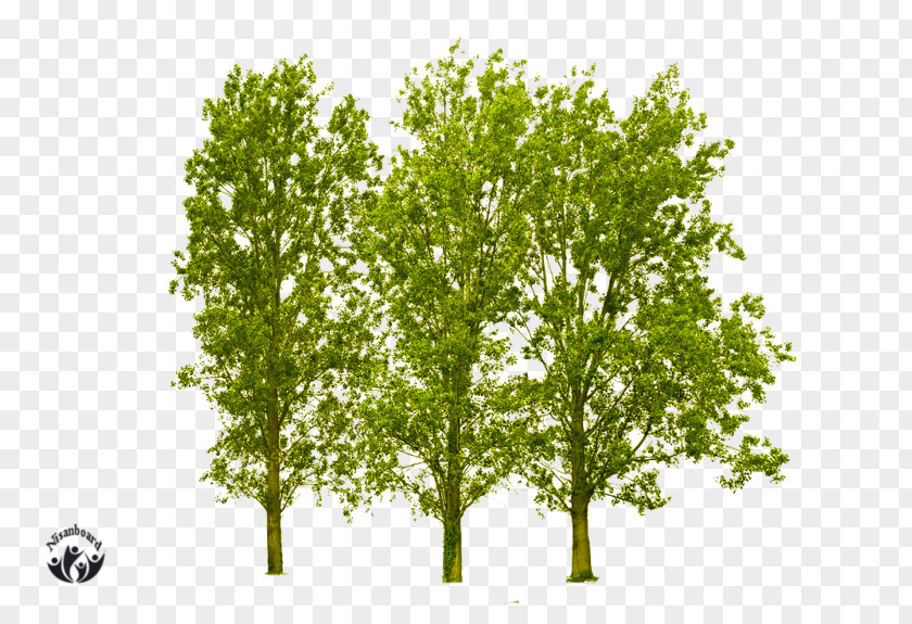 Tree Stock Photography Image Resolution White PNG