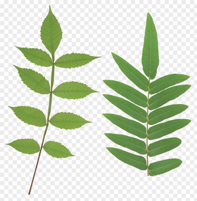 Green Leaves Wood Leaf Clip Art PNG