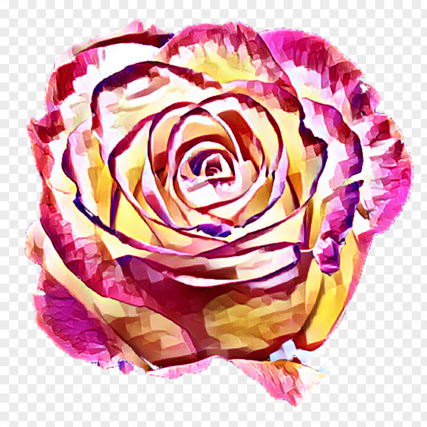 Hydrangea Background Garden Roses Cabbage Rose Floral Design Cut Flowers Petal PNG