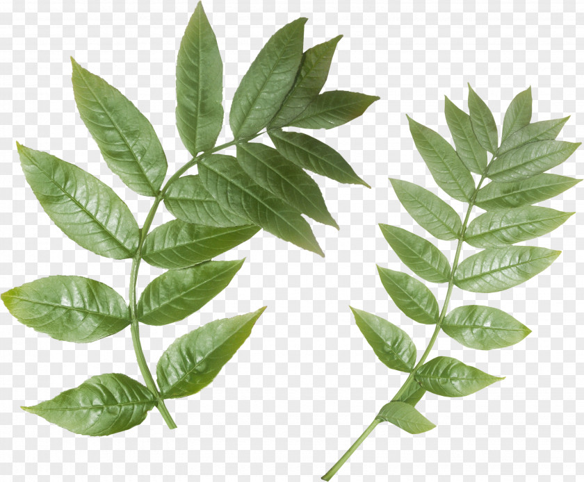 Leaves Clipart Branch Leaf Plant Stem Purplish Postcard PNG