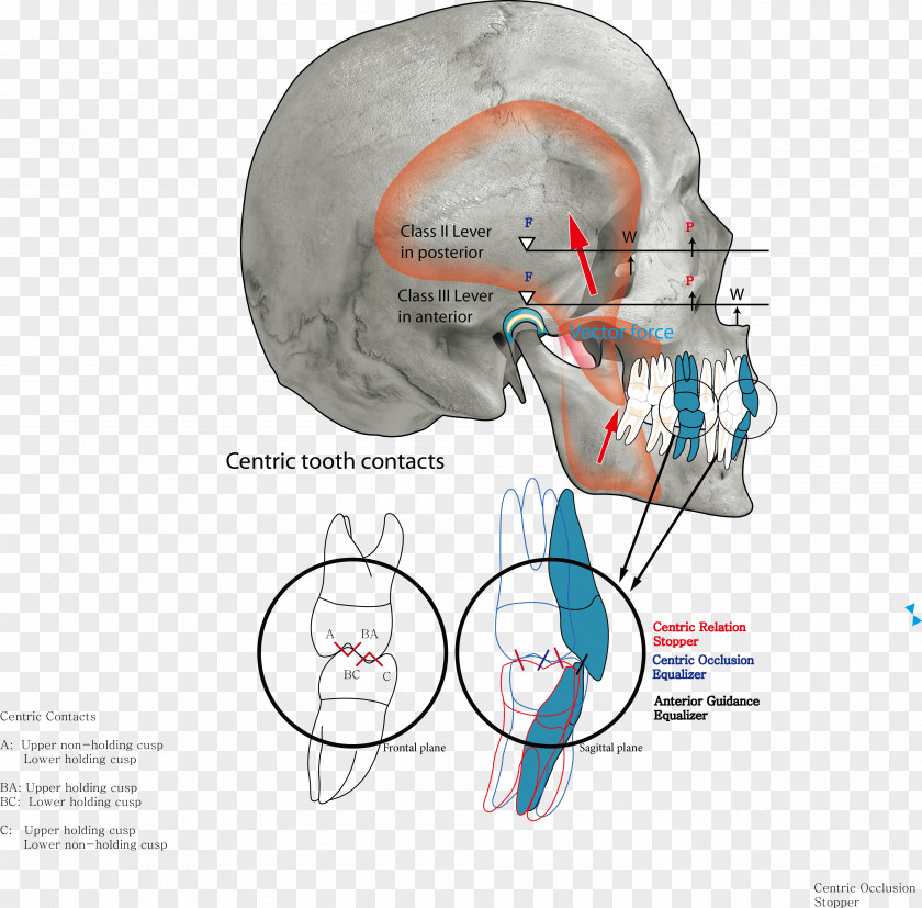 Occlusion Arch Jaw Human Tooth Ear PNG