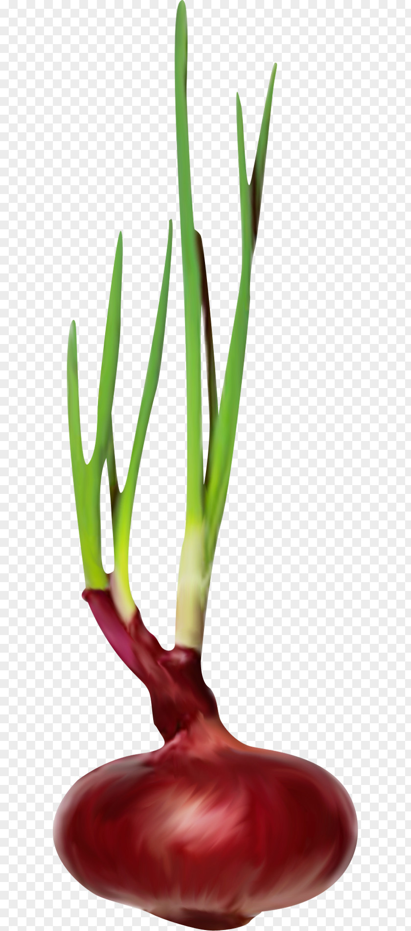 Onion Green Leaves Chili Pepper Scallion PNG